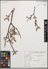 Foto von Salix cinerea L.